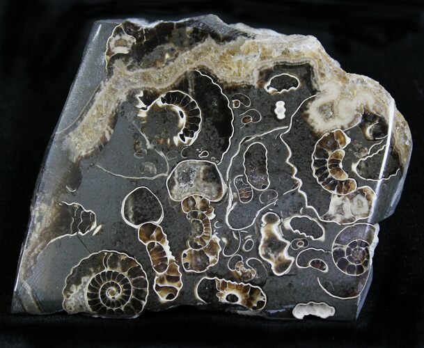 Polished Ammonite Fossils - Marston Magna Marble #22076